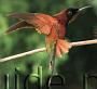 Hummingbird Garden Photo: Crimson Topaz